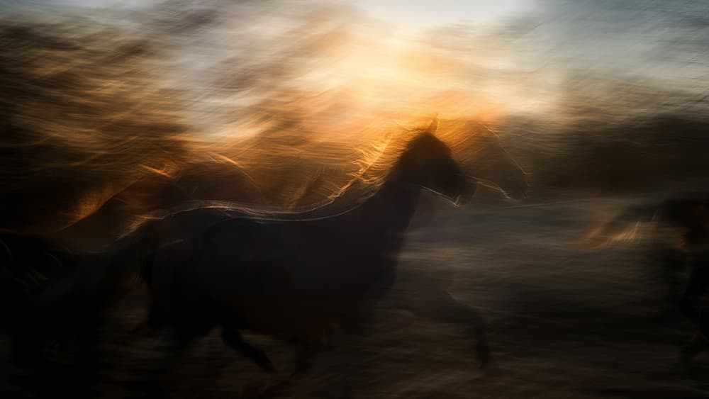 Wild Horses Golden Motion by Milan Malovrh — canvas wall art