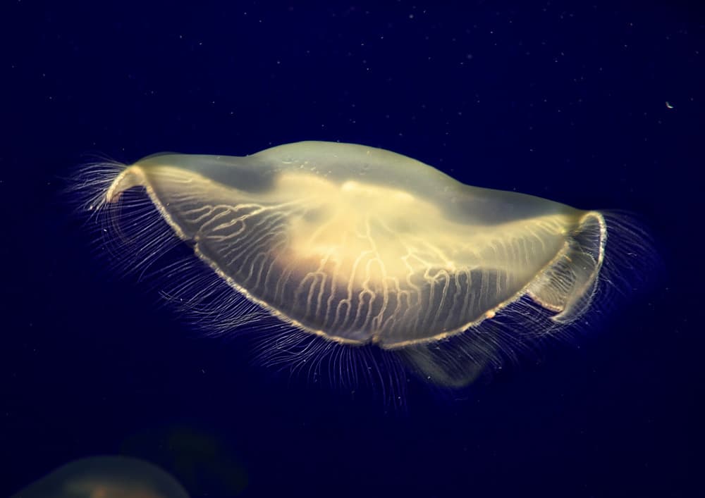 Glowing Deep Sea Jellyfish by Kaisyakuji Yushi — canvas wall art
