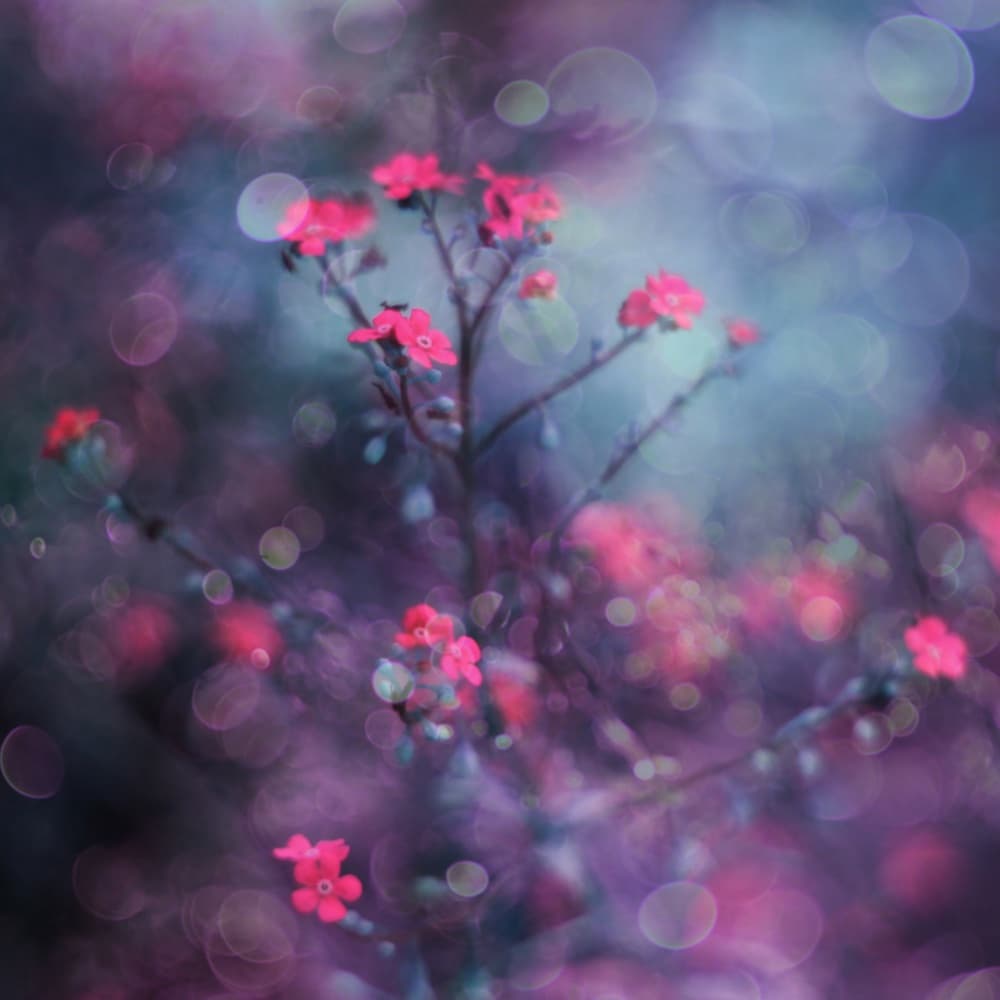 Dreamy Pink Blooms by Delphine Devos — canvas wall art
