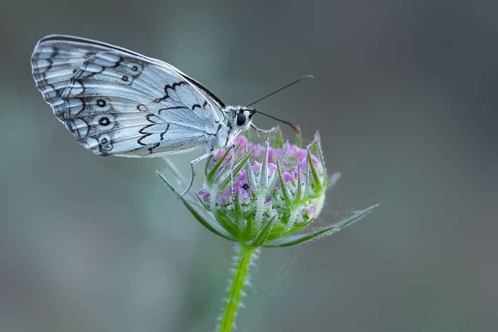 Graceful Butterfly Bloom by AYMAN KHRBAWE — canvas wall art