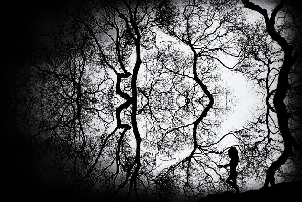 Ethereal Forest Walk by Roxana Labagnara — canvas wall art
