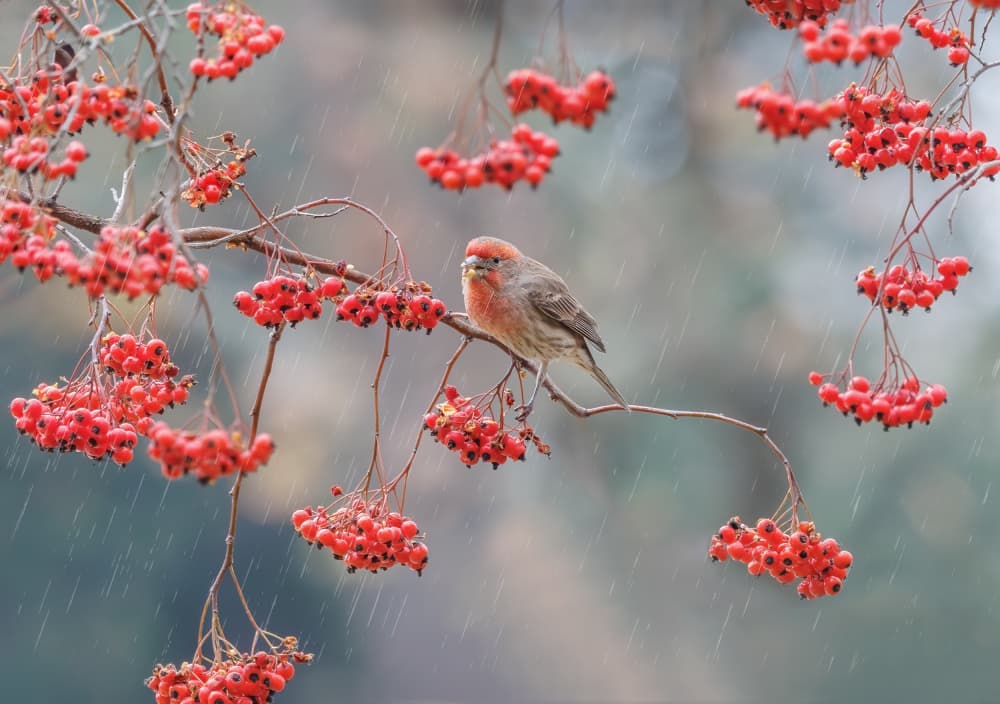 Finch Among Red Berries by Jenny Qiu — canvas wall art