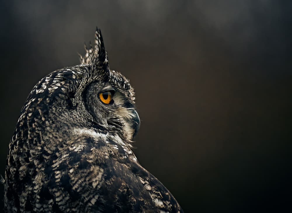 Intense Owl Watch by Stuart Williams — canvas wall art