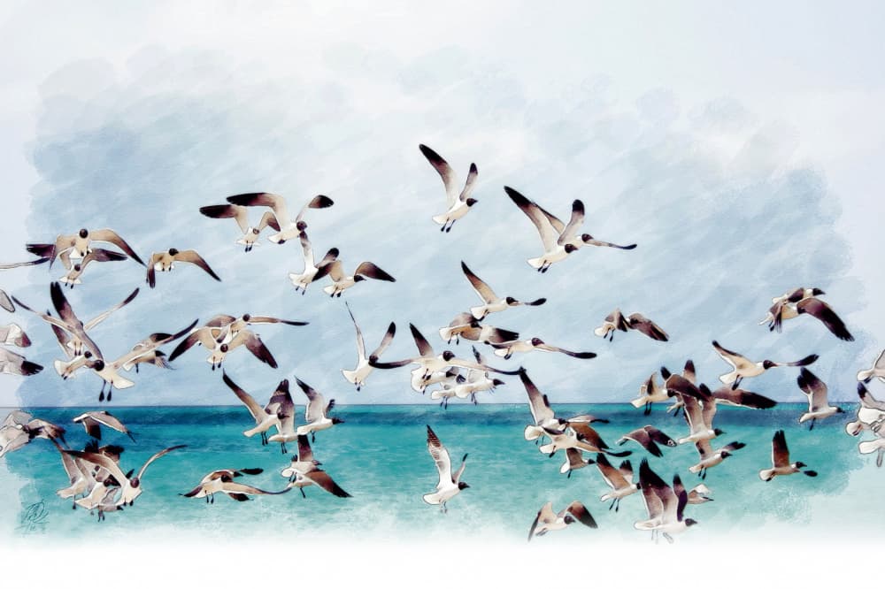 Seagulls Over Turquoise Sea by Osvaldo Russo — canvas wall art