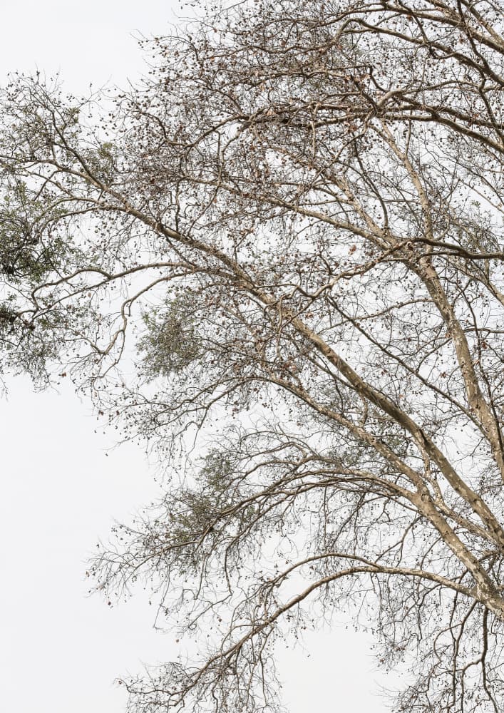 Winter's Whispering Branches by Shot by Clint — canvas wall art