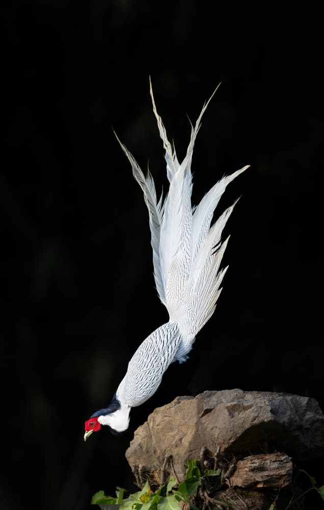 Silver Pheasant Descent by Bill Lu — canvas wall art