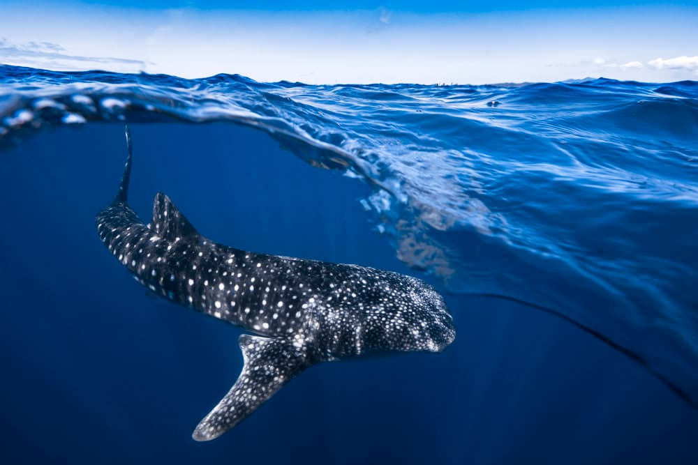 Whale Shark Ocean Swim by Barathieu Gabriel — canvas wall art