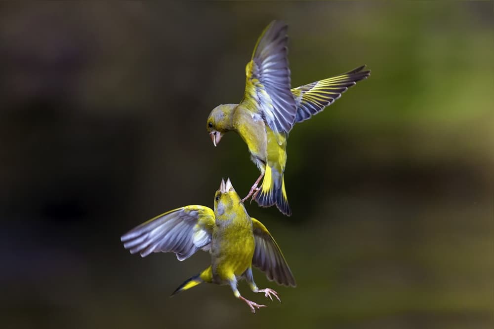 Flying Greenfinch Encounter by Marco Redaelli — canvas wall art
