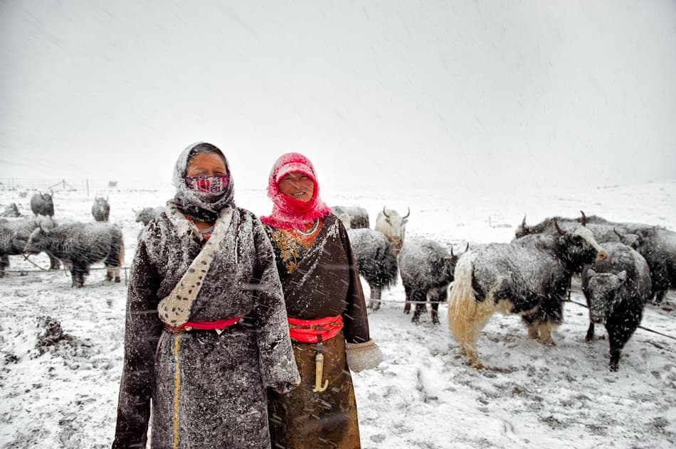 Women and Yaks in Snow by Nicolas Marino — canvas wall art