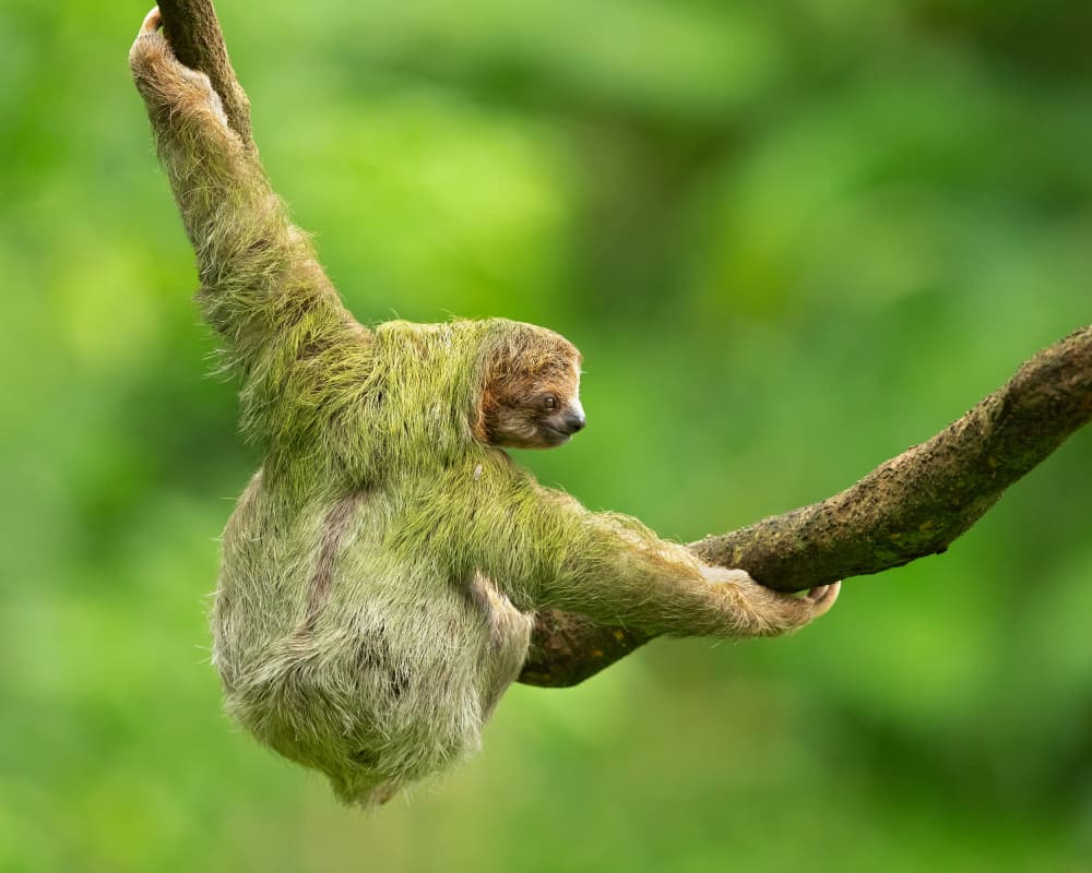 Hanging Jungle Sloth by Milan Zygmunt — canvas wall art