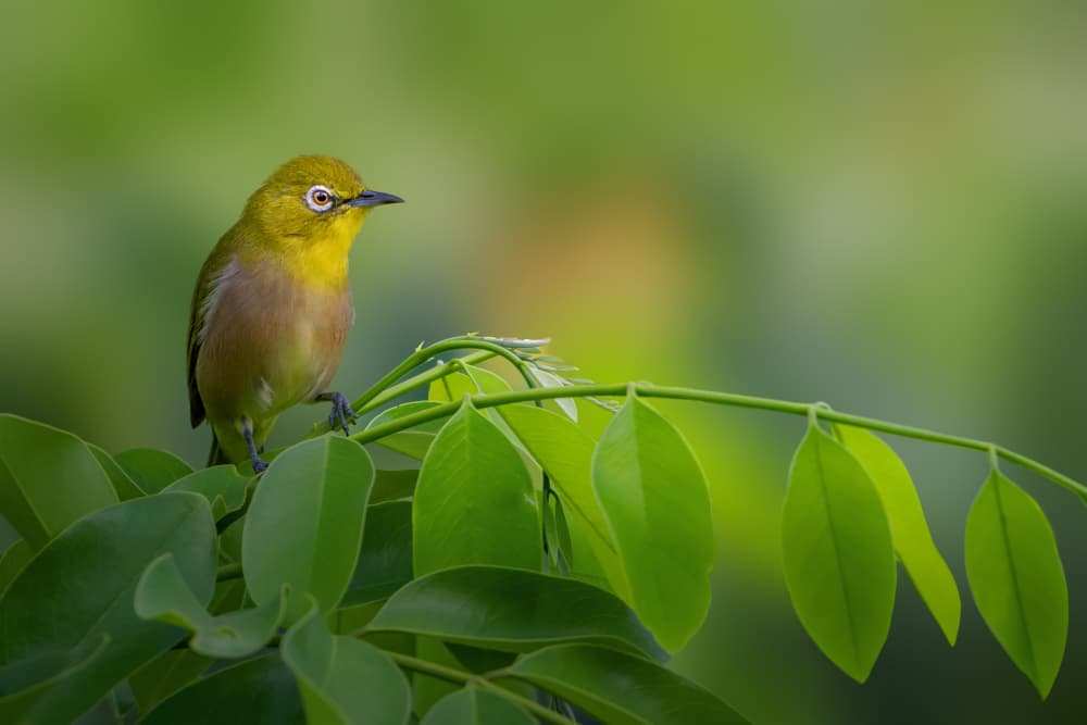 Yellow Bird On Branch by Jacob (Jian) Xu — canvas wall art