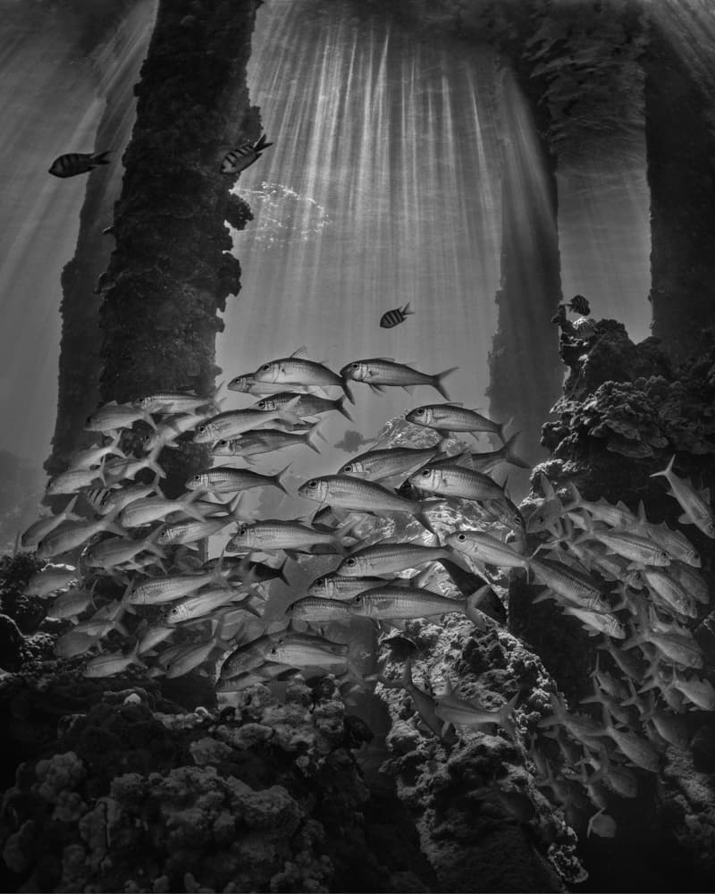 School Under Sunlit Piers by Jennifer Lu — canvas wall art