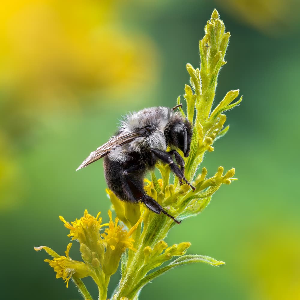 Vibrant Bee on Goldenrod by Atul Saluja — canvas wall art