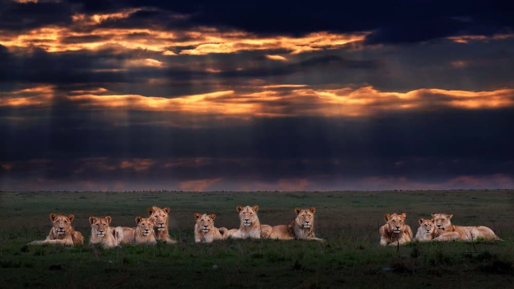 African Lion Pride Sunset by Jennifer Lu — canvas wall art