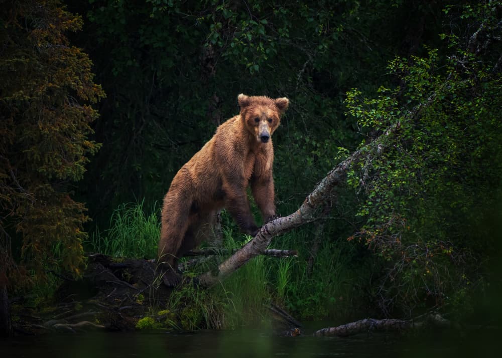 Wild Grizzly On Branch by Ruiqing P. — canvas wall art