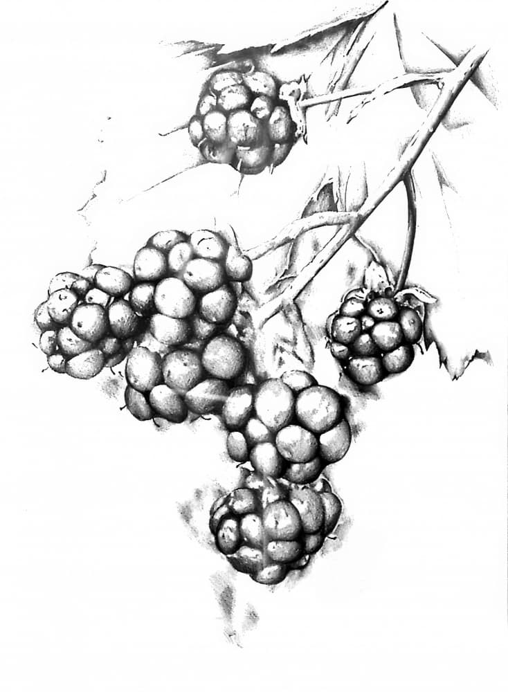 Botanical Berry Drawing by Kulik — canvas wall art