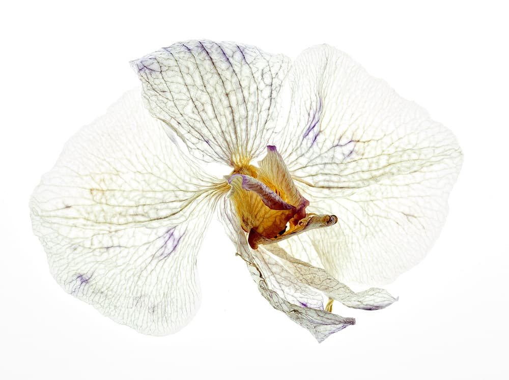 Translucent Orchid Flower by Joan Gil Raga — canvas wall art
