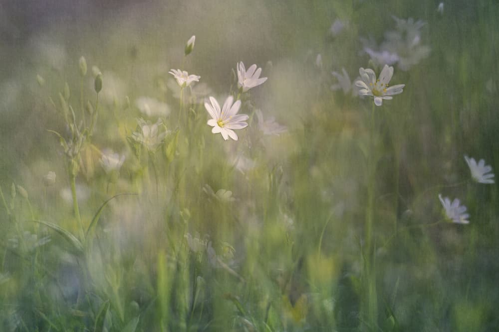 Dreamy White Flowers by Katarina Holmström — canvas wall art