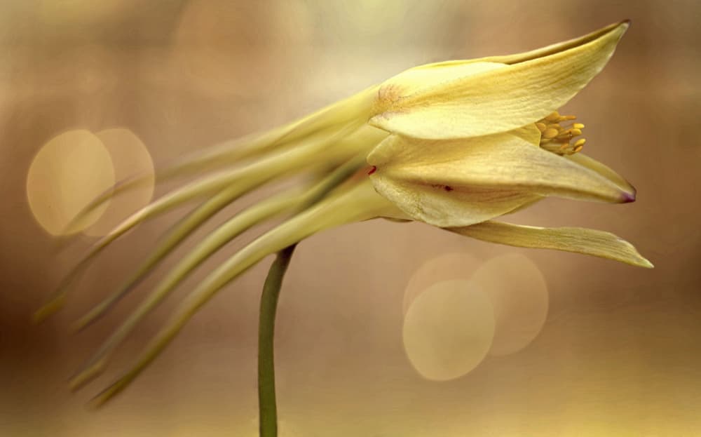 Graceful Yellow Columbine by Anna Cseresnjes — canvas wall art