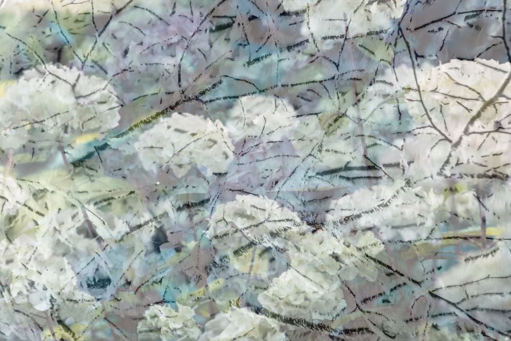 Ethereal Winter Bloom by Pelin Atilla — canvas wall art