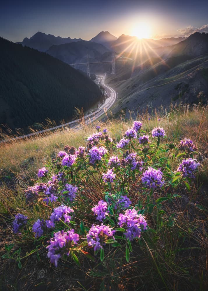 Purple Flowers Mountain Sunset by Yuan Cui — canvas wall art