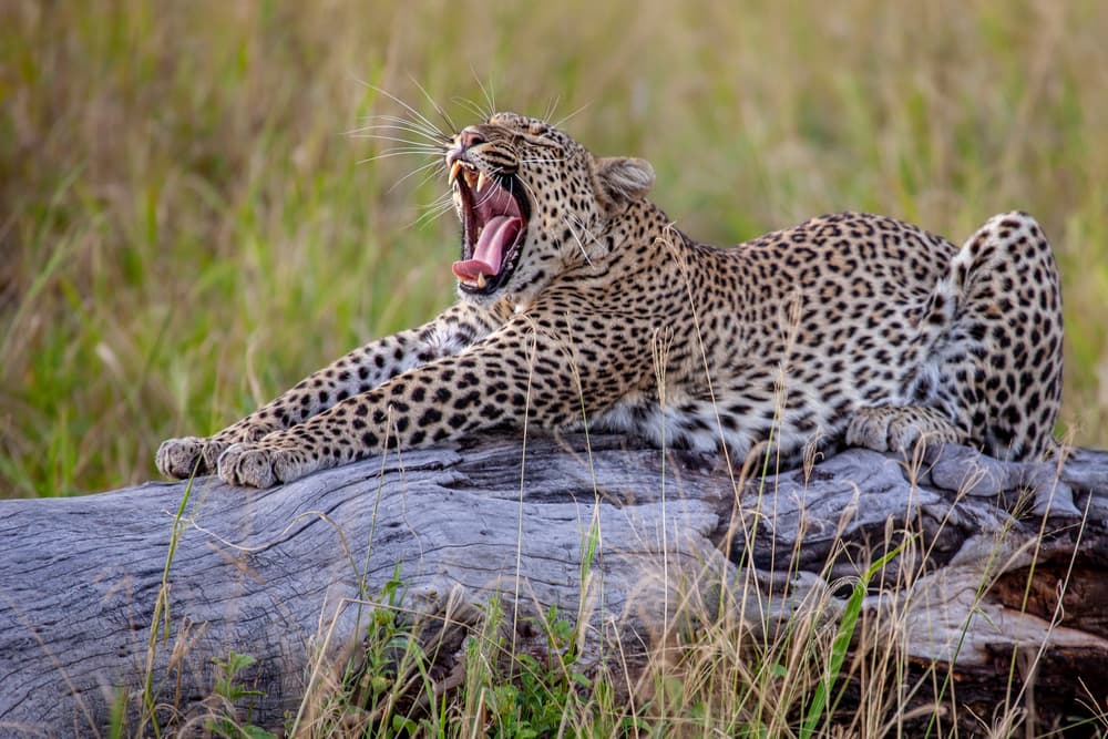 Yawning Leopard On Log by Alessandro Catta — canvas wall art