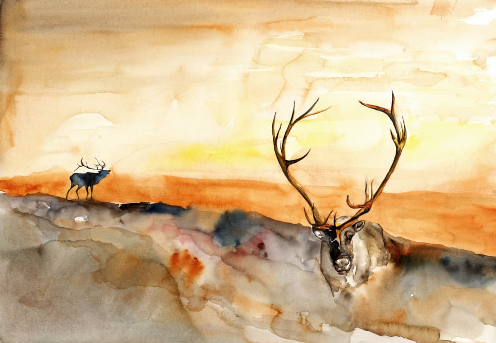 Elk Golden Sunset by RodMacIver — canvas wall art