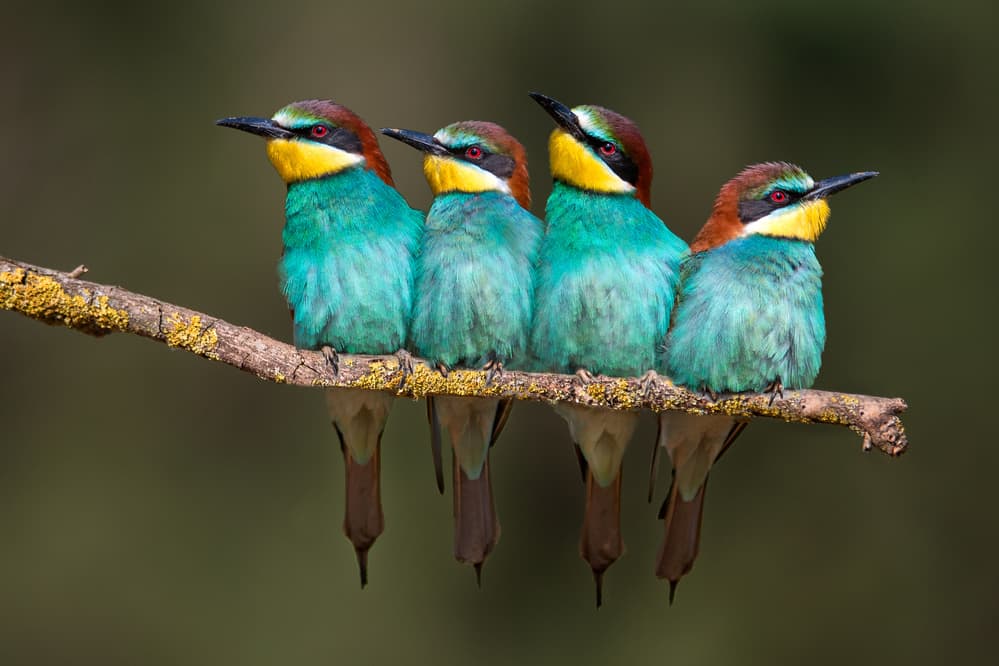 Four Vibrant Bee-eaters by Xavier Ortega — canvas wall art