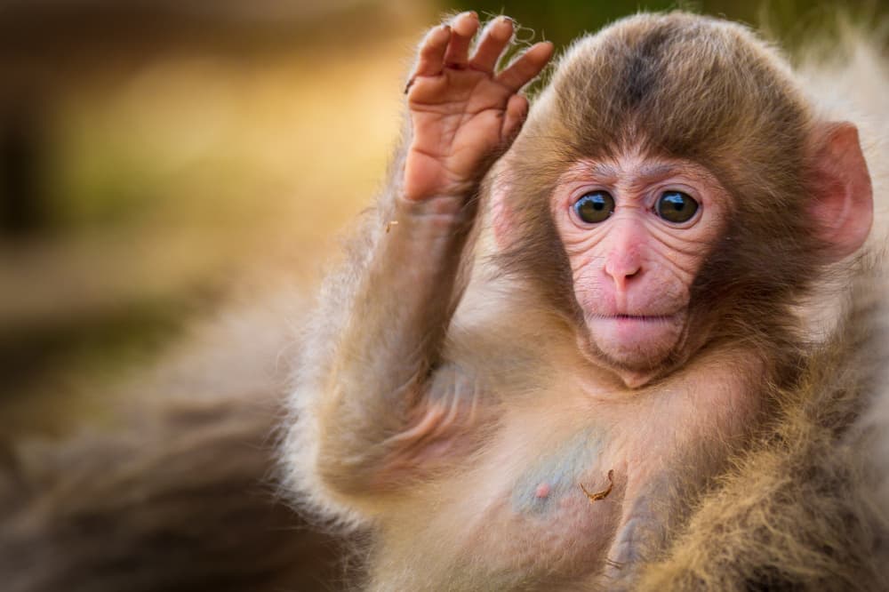 Curious Baby Monkey by Satoshi Hatsumori — canvas wall art