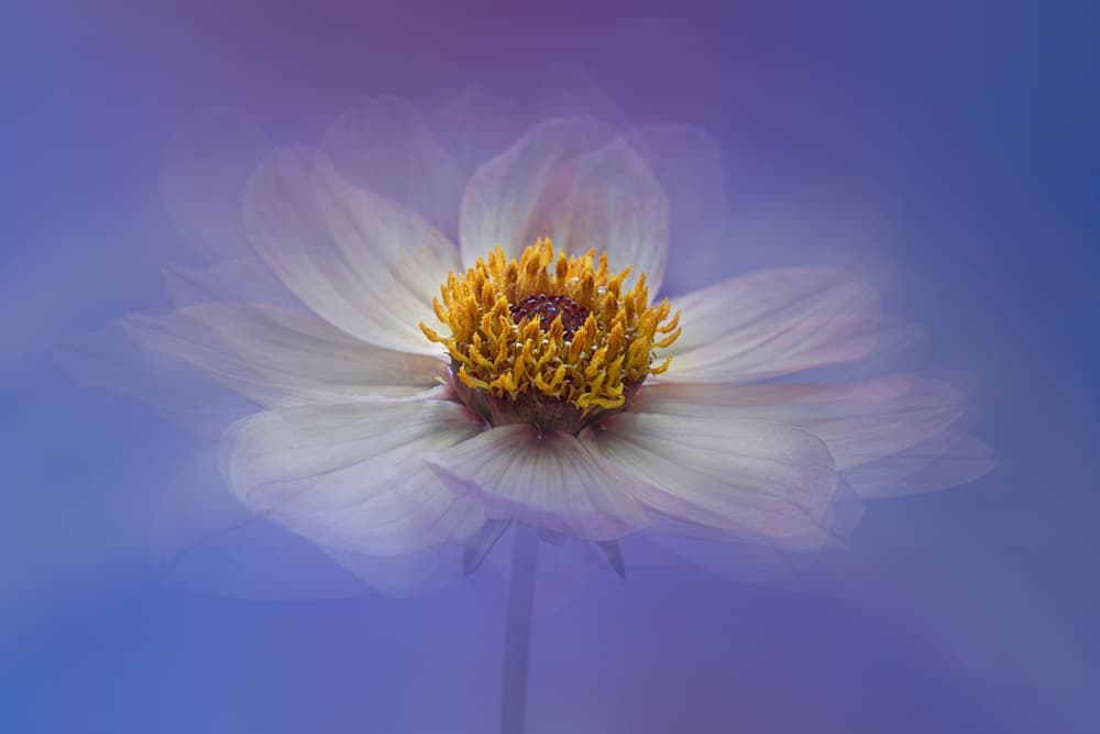 Dreamy White Bloom by Lydia Jacobs — canvas wall art