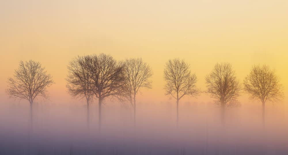 Trees In Golden Fog by Hilda van der Lee — canvas wall art