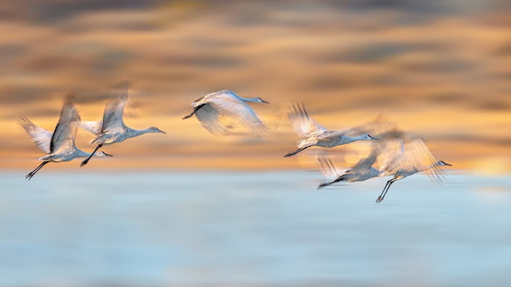 Sunset Crane Flight by Annie Poreider — canvas wall art
