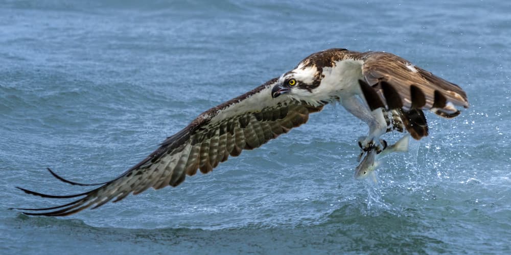 Osprey Fishing Flight by John Fan — canvas wall art