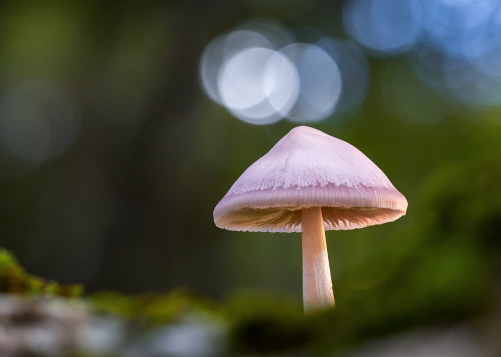 Delicate Woodland Mushroom by Sergio Barboni — canvas wall art