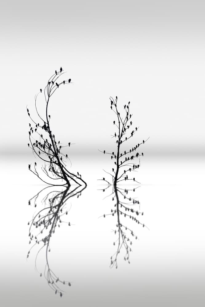Tranquil Bird Reflections by George Digalakis — canvas wall art