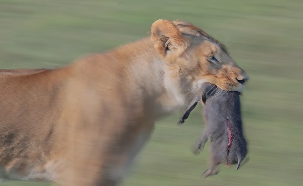 African Lioness Hunt by Jie Fischer — canvas wall art