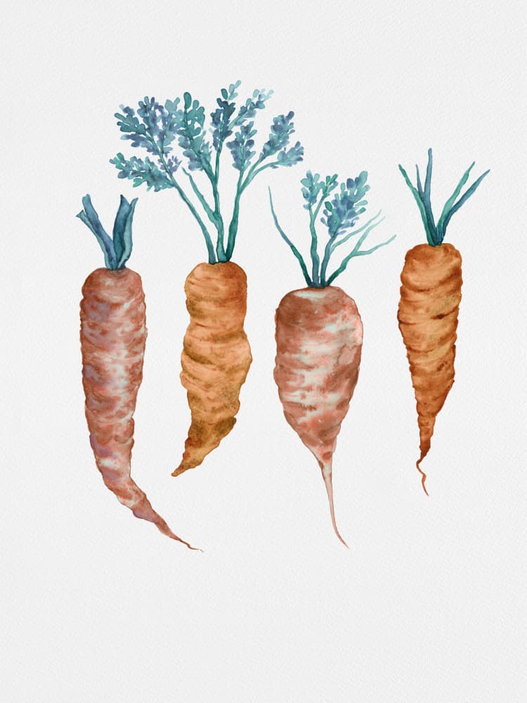 Rustic Watercolor Carrots by Suchi Deb — canvas wall art
