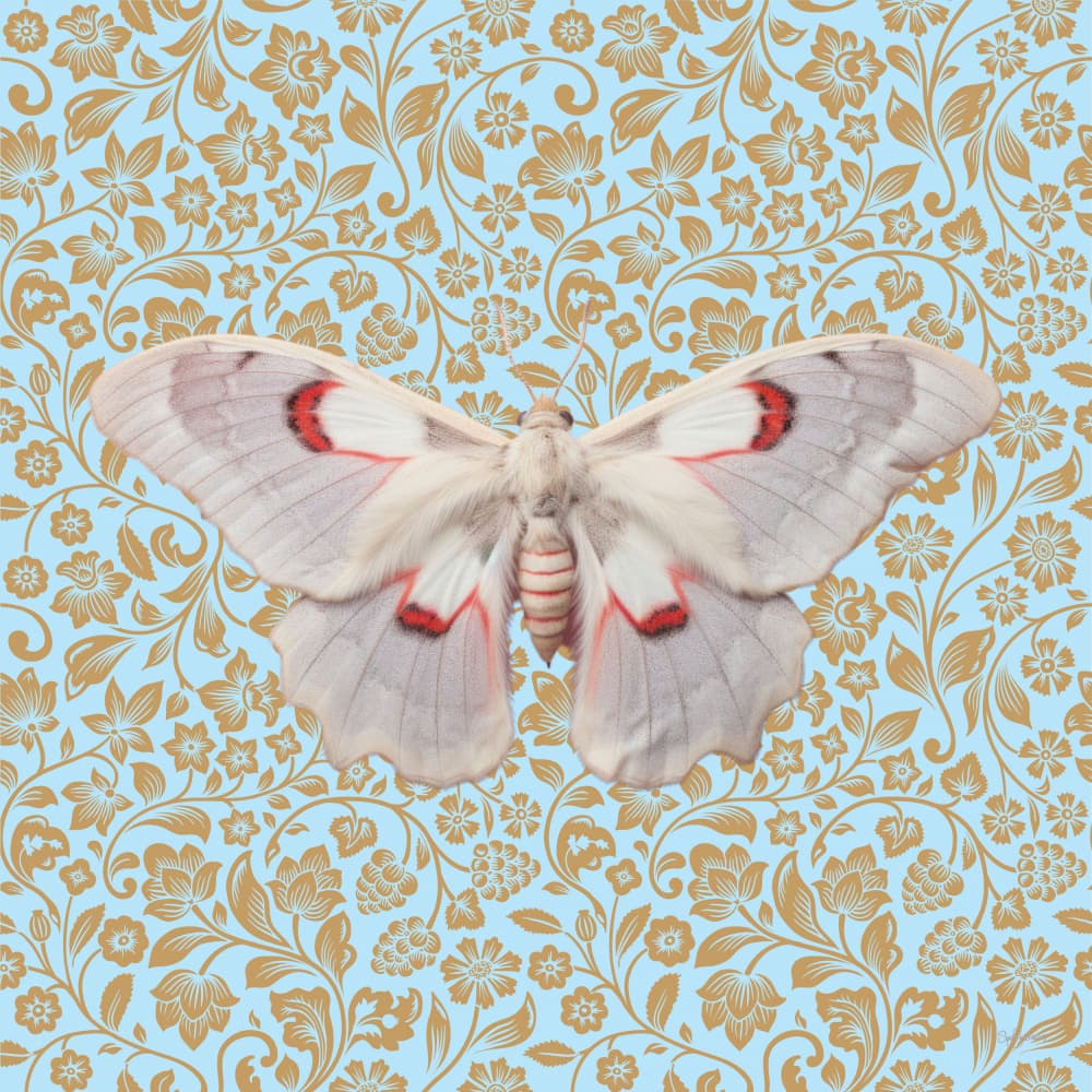 Elegant Moth Golden Pattern by Sue Skellern — canvas wall art