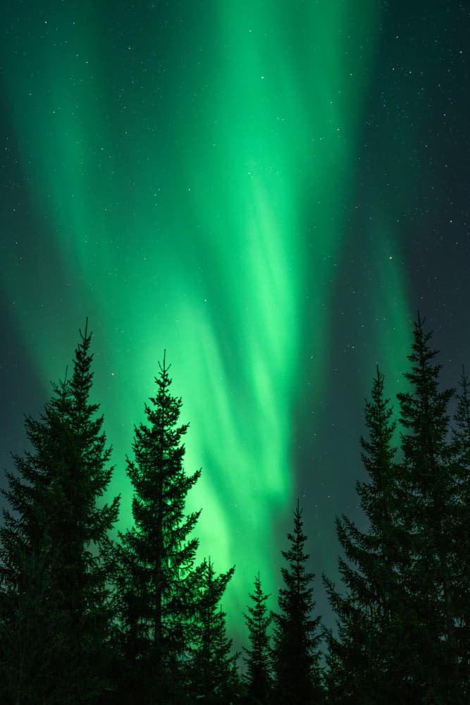 Northern Lights Forest by Henrike Schenk — canvas wall art