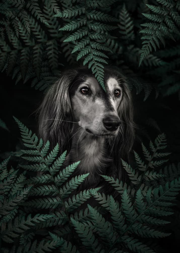 Mysterious Saluki Portrait by Ariz Rab — canvas wall art