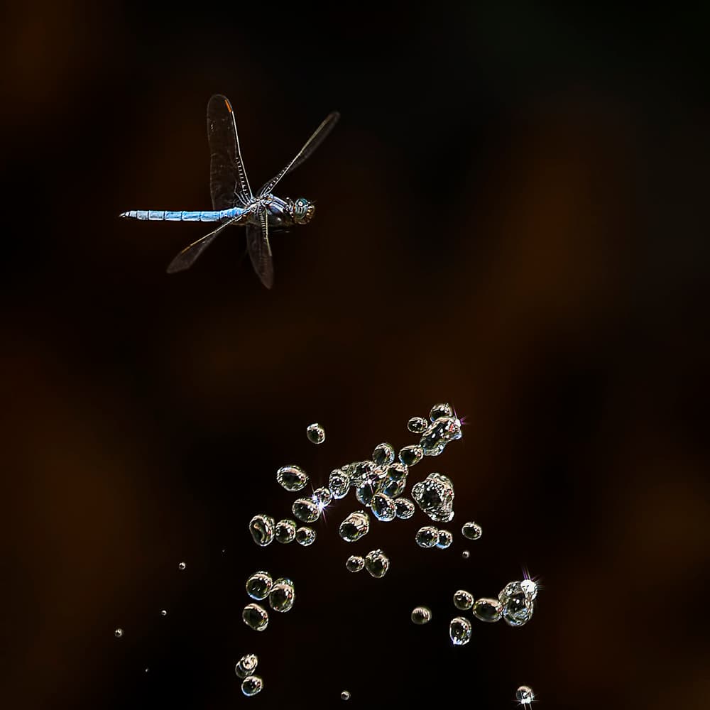 Blue Dragonfly Flight by Martine Benezech — canvas wall art