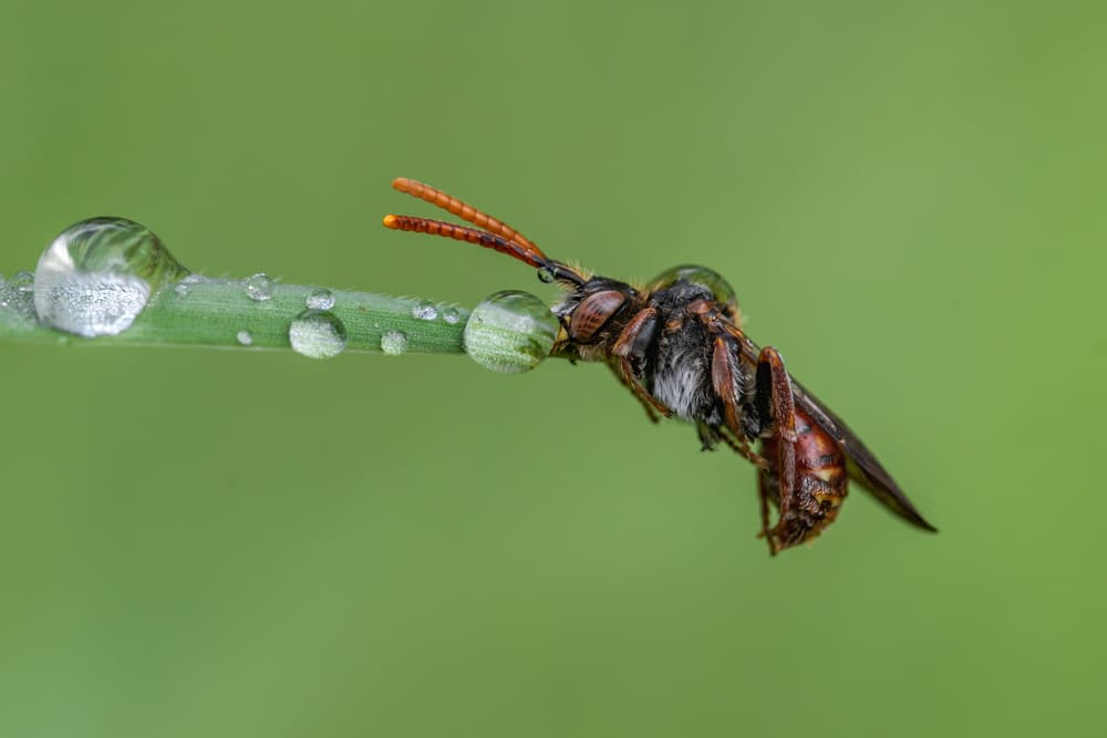Macro Insect On Dewy Grass by Faris Saieda — canvas wall art