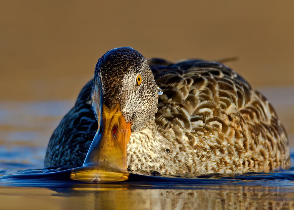 Shoveler Duck Portrait by verdon — canvas wall art