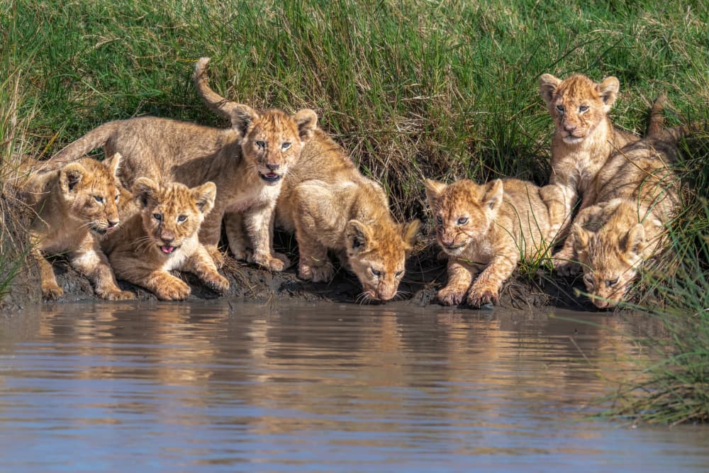 Curious Lion Cubs by Jeffrey C. Sink — canvas wall art
