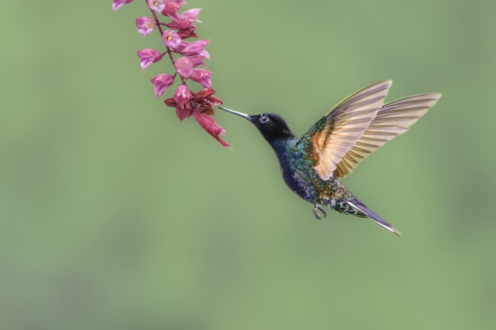 Vibrant Hummingbird Feeding by Rajat Dhesi — canvas wall art