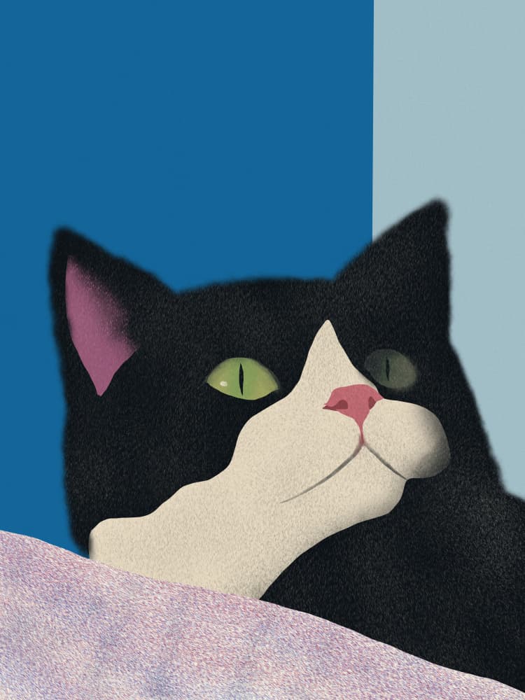 Curious Tuxedo Cat by Little Dean — canvas wall art