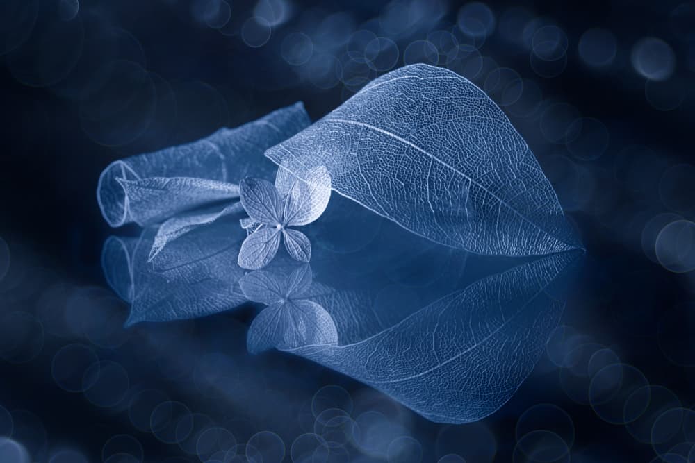 Blue Leaf Reflections by Igor Kopcev — canvas wall art