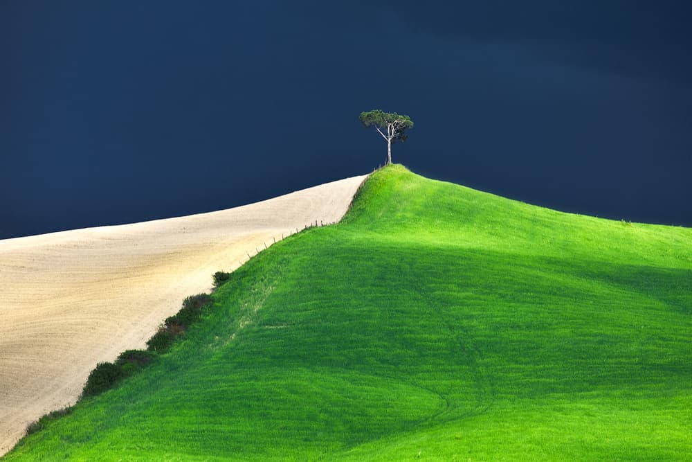 Lone Tree Serenity by Fiorenzo Carozzi — canvas wall art
