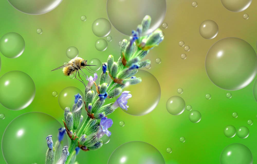 Bee Fly on Lavender by Thierry Dufour — canvas wall art