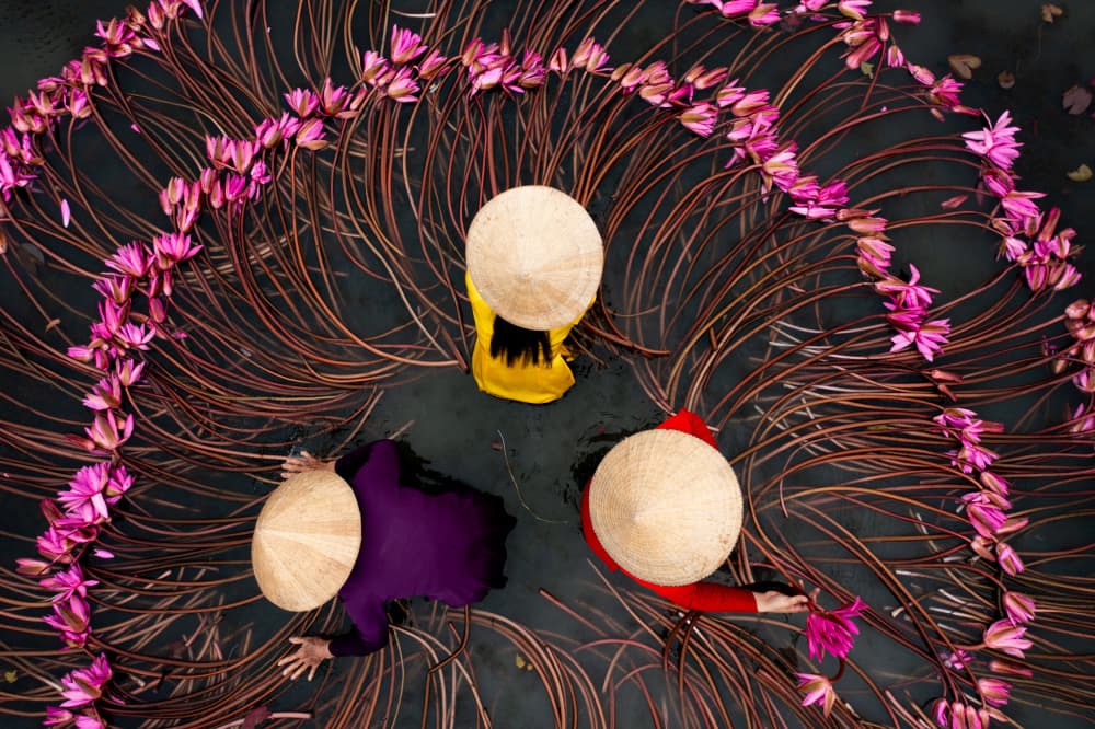 Asian Lotus Harvest by Tran Van Truong — canvas wall art